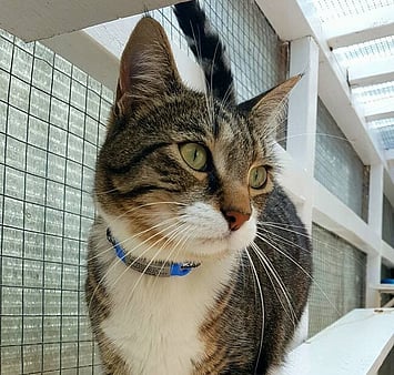 A cat who will always be missed