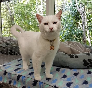 Remembering a special part of the family