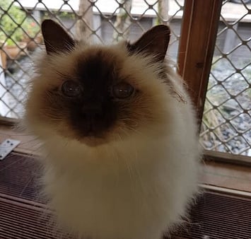 A gentle soul remembered with love