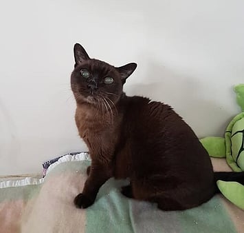 Much-loved cat who stayed at Keepin Katz