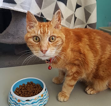 One of our beautiful cat guests, remembered