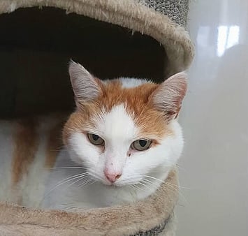 A special cat who was part of our Keepin Katz family