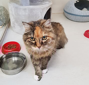 Remembering one of our treasured feline visitors