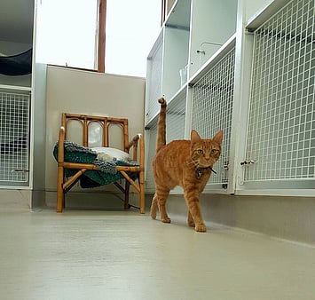 A sweet companion remembered by their family