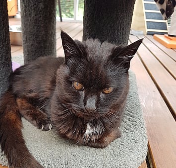 A loved cat who brought joy to many