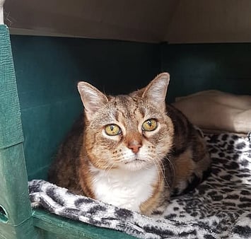 A special kitty remembered with love