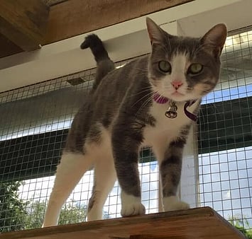 A gentle companion, forever remembered