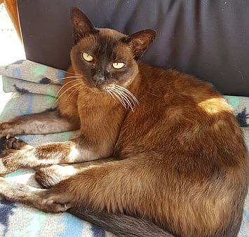 A much-loved cat, part of the Keepin Katz family