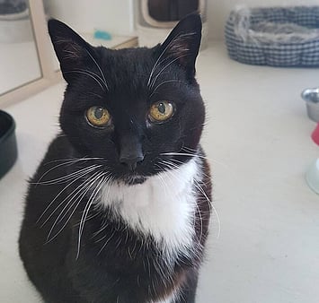 A cat who will always hold a place in our hearts