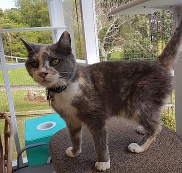 A warm and loving companion remembered