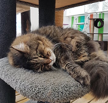 A much-loved cat who brought comfort and joy