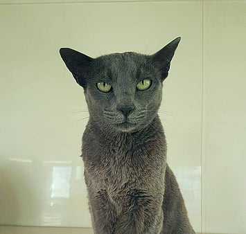 A dearly loved cat honoured at Keepin Katz