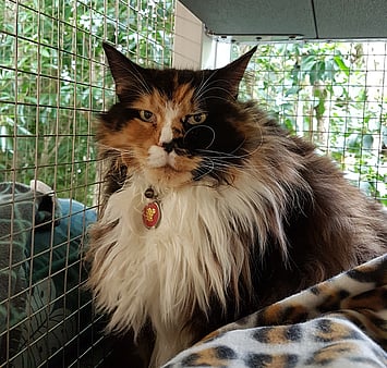 Memorial photo of beloved cat from Keepin Katz cattery