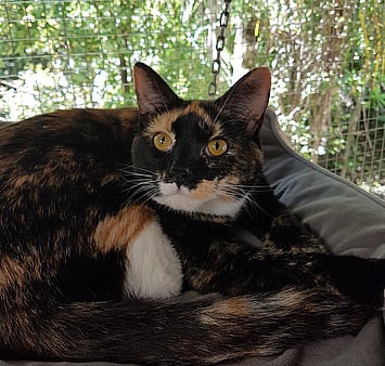 In loving memory of special cattery resident