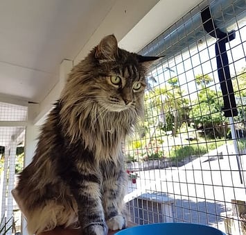 Remembering gentle cat from Keepin Katz family