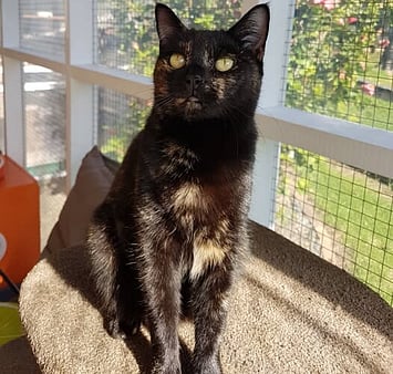 In memory of special cat from Keepin Katz community