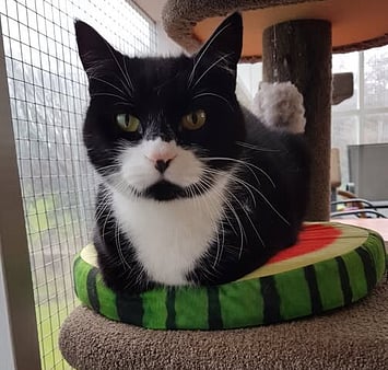 Memorial tribute to loved cattery resident