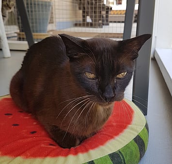 Remembering precious feline from Keepin Katz