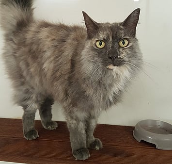 Honoring feline who lived fully at Keepin Katz