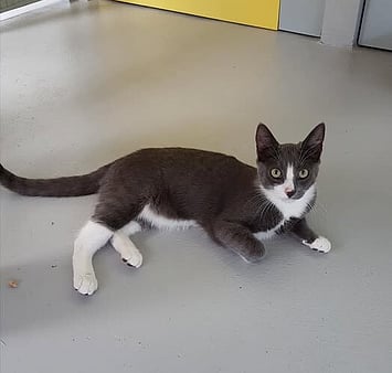 Memorial of playful cat who brought joy to cattery