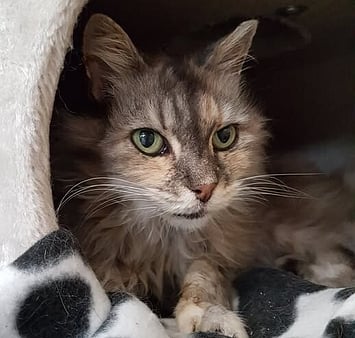 In loving memory of gentle cattery soul