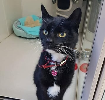 Remembering cat who was family at Keepin Katz