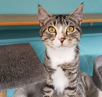 Memorial of cat enjoying cattery environment