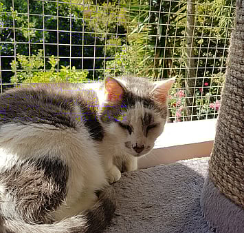 Memorial of beloved companion from our facility