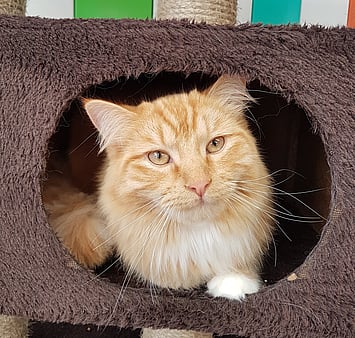 Memorial photo showing cat's peaceful cattery days