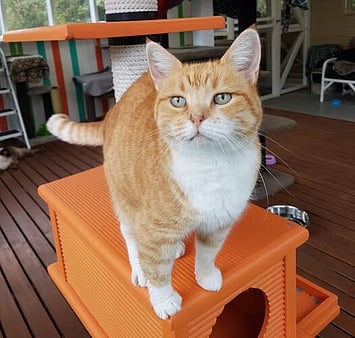 Honoring feline's happy times at Keepin Katz