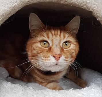 Remembering quiet moments with Keepin Katz resident