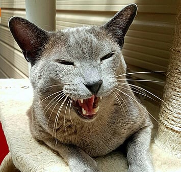 Remembering cat who enriched cattery life