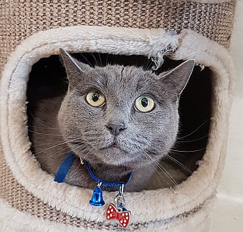 Memorial of beloved companion from our facility