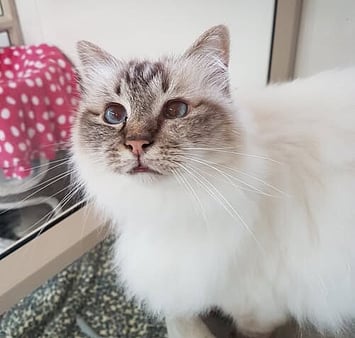 Honoring feline's happy times at Keepin Katz