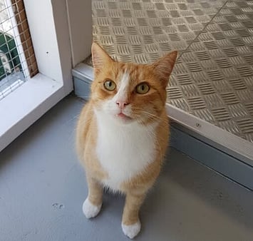 Remembering cat's safe haven at our facility