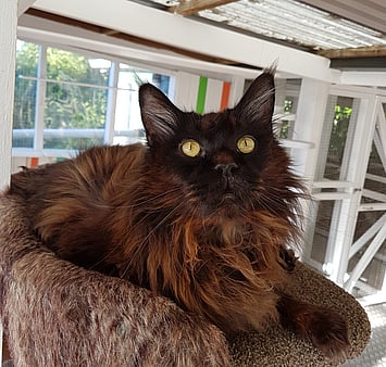 Memorial honoring cat's unique spirit at shelter