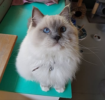 Remembering feline's personality at Keepin Katz