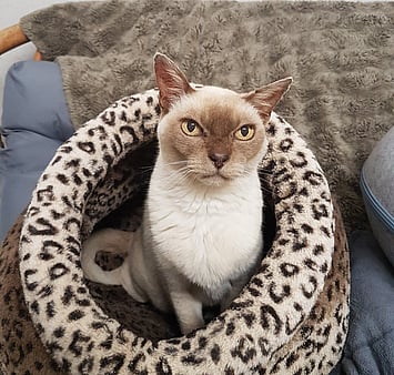 In loving memory of cat's gentle cattery presence