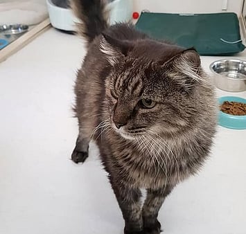 Tribute to cat's trust given to Keepin Katz staff