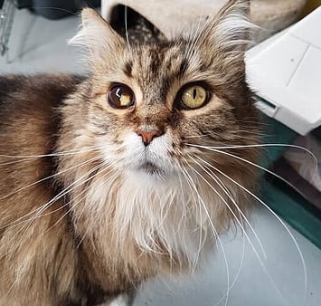 Feline in cattery enrichment area