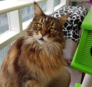 Cat in clean cattery living space