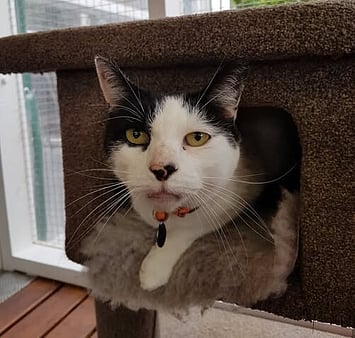 Cat comfortable in cattery housing