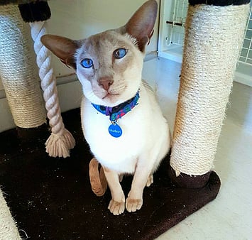 Cat in cattery with proper ventilation