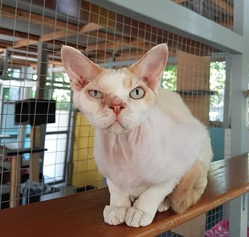 Feline in organised shelter facility