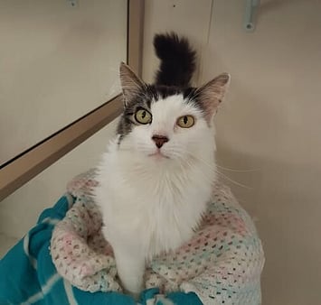 Cat in temperature-controlled cattery