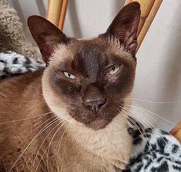 Cat in cattery with adequate lighting
