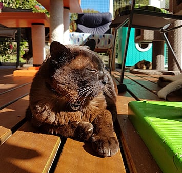 Feline looking peaceful in cattery setting