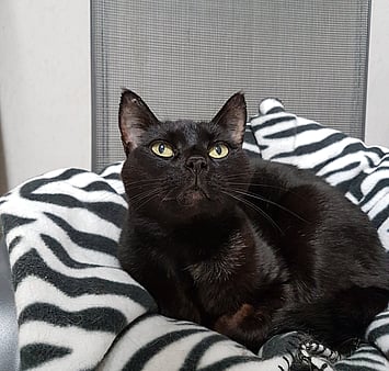 Cat resting in cattery kennel area