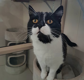 Feline in professional cattery setting