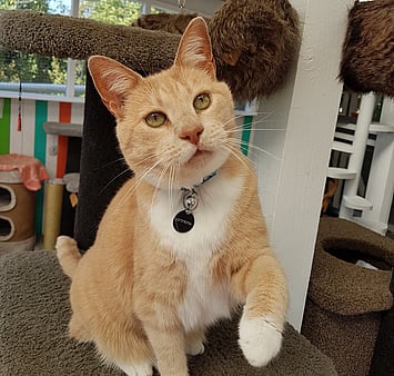 Cattery cat in daily living environment